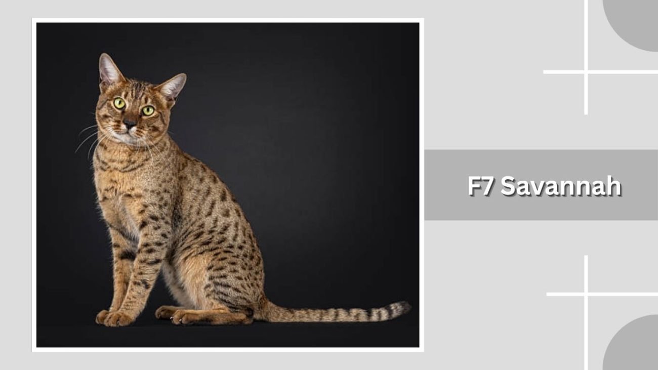 F7 Savannah