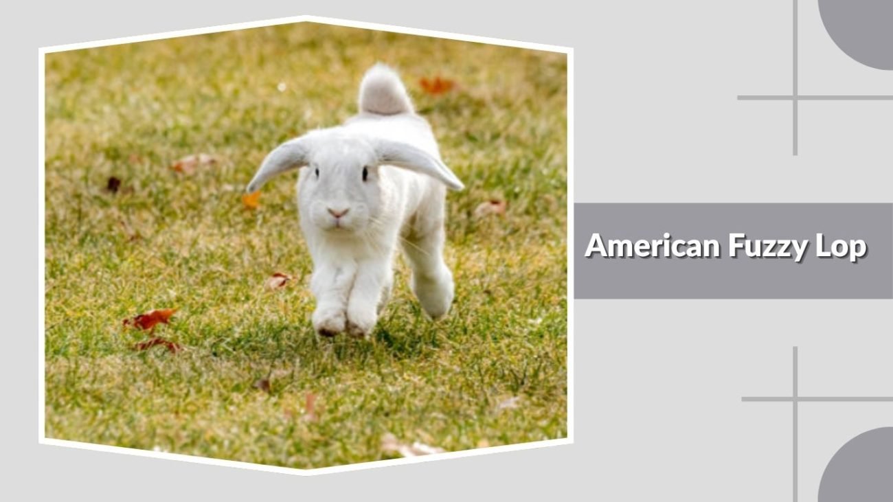 American Fuzzy Lop