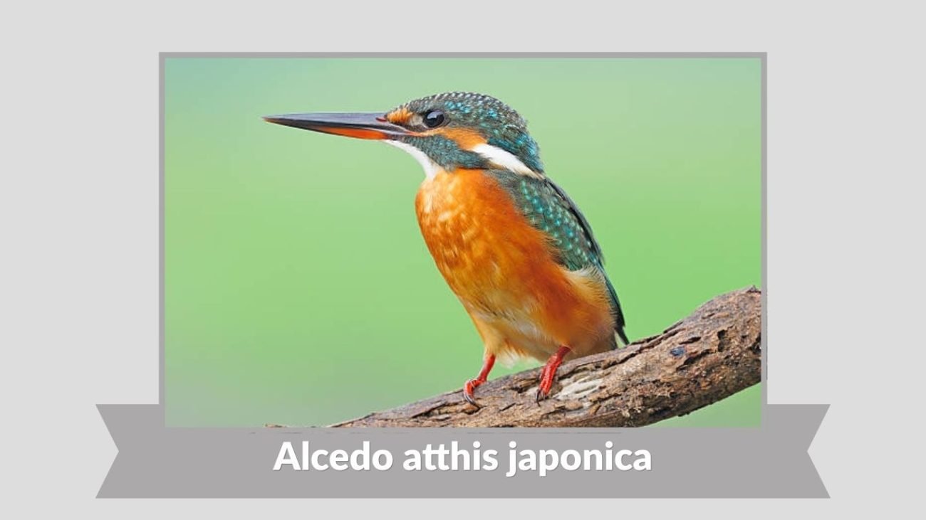 Alcedo atthis japonica