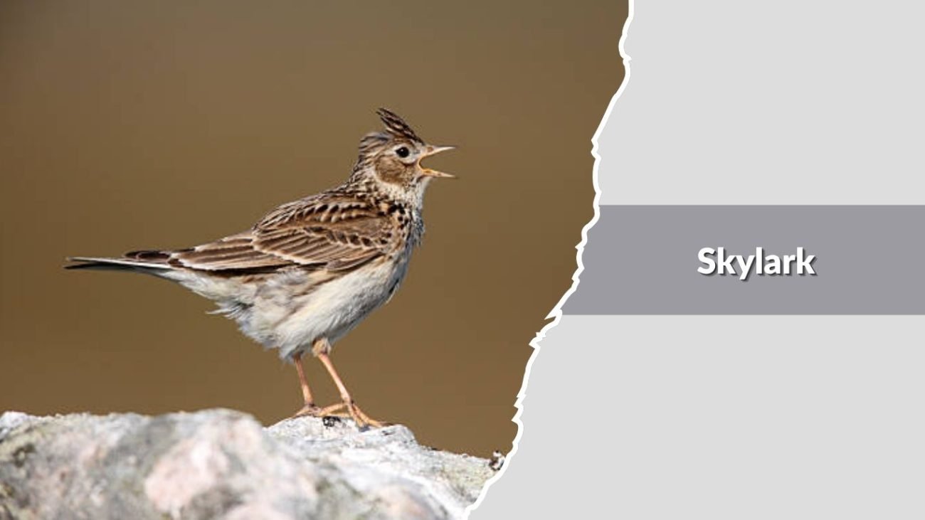 Skylark