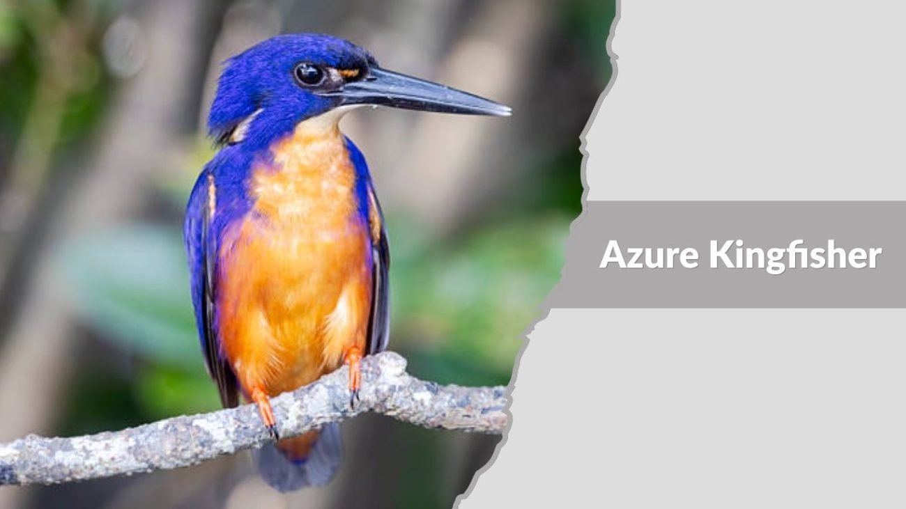 Azure Kingfisher