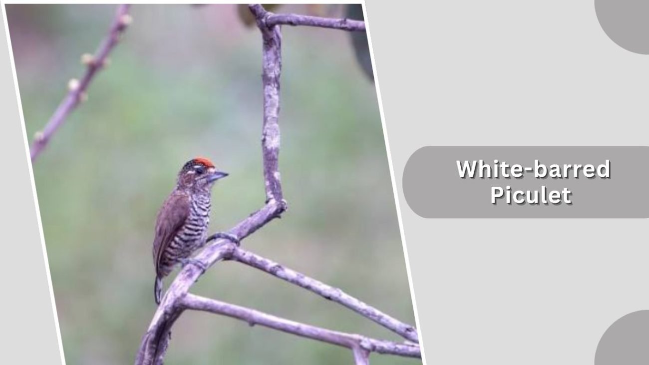 White-barred Piculet