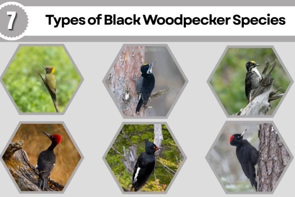 7 Types of Black Woodpecker Species: ID with Picture