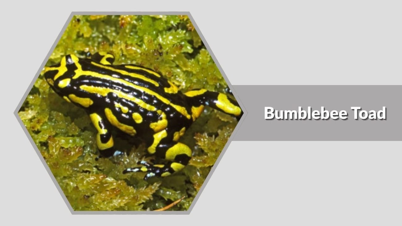  Bumblebee Toad