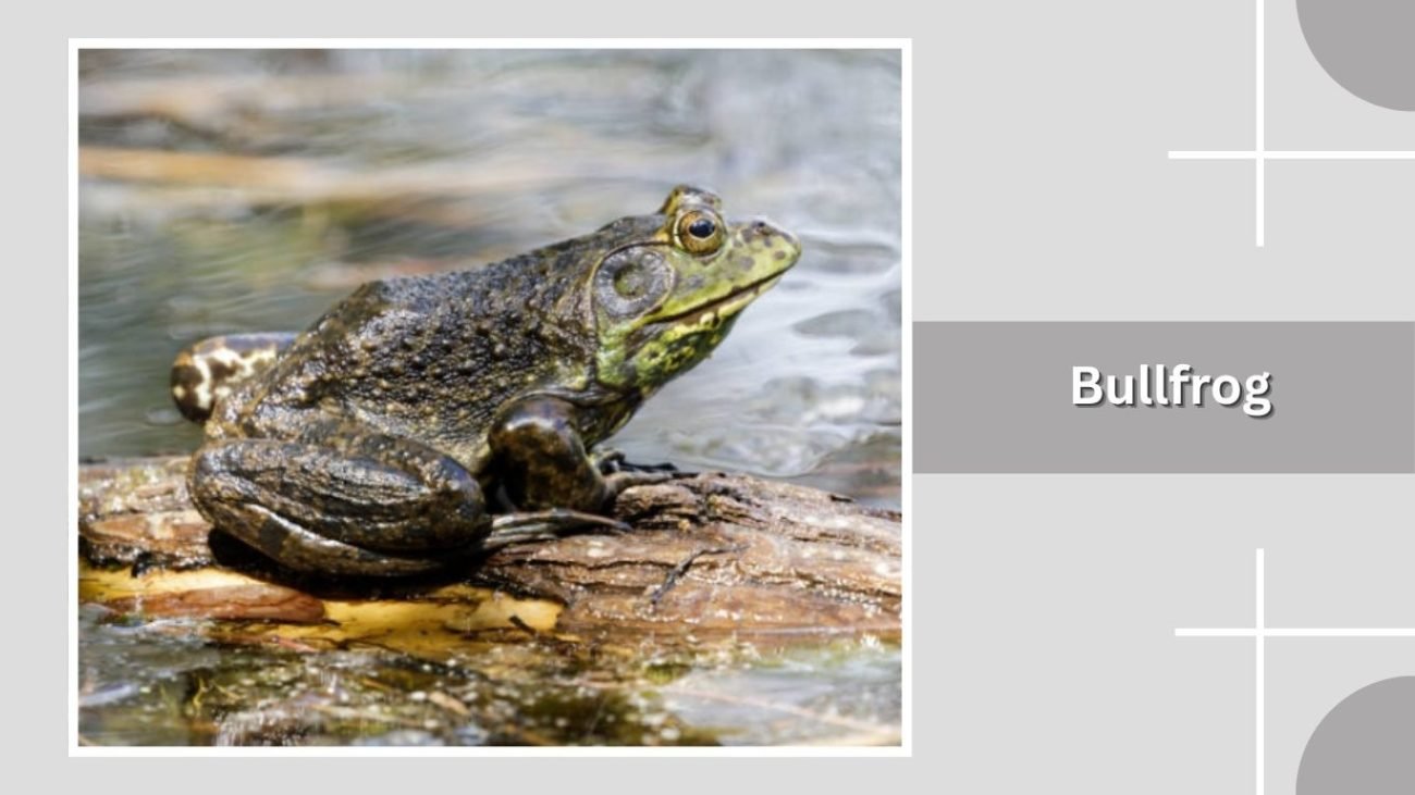 Bullfrog