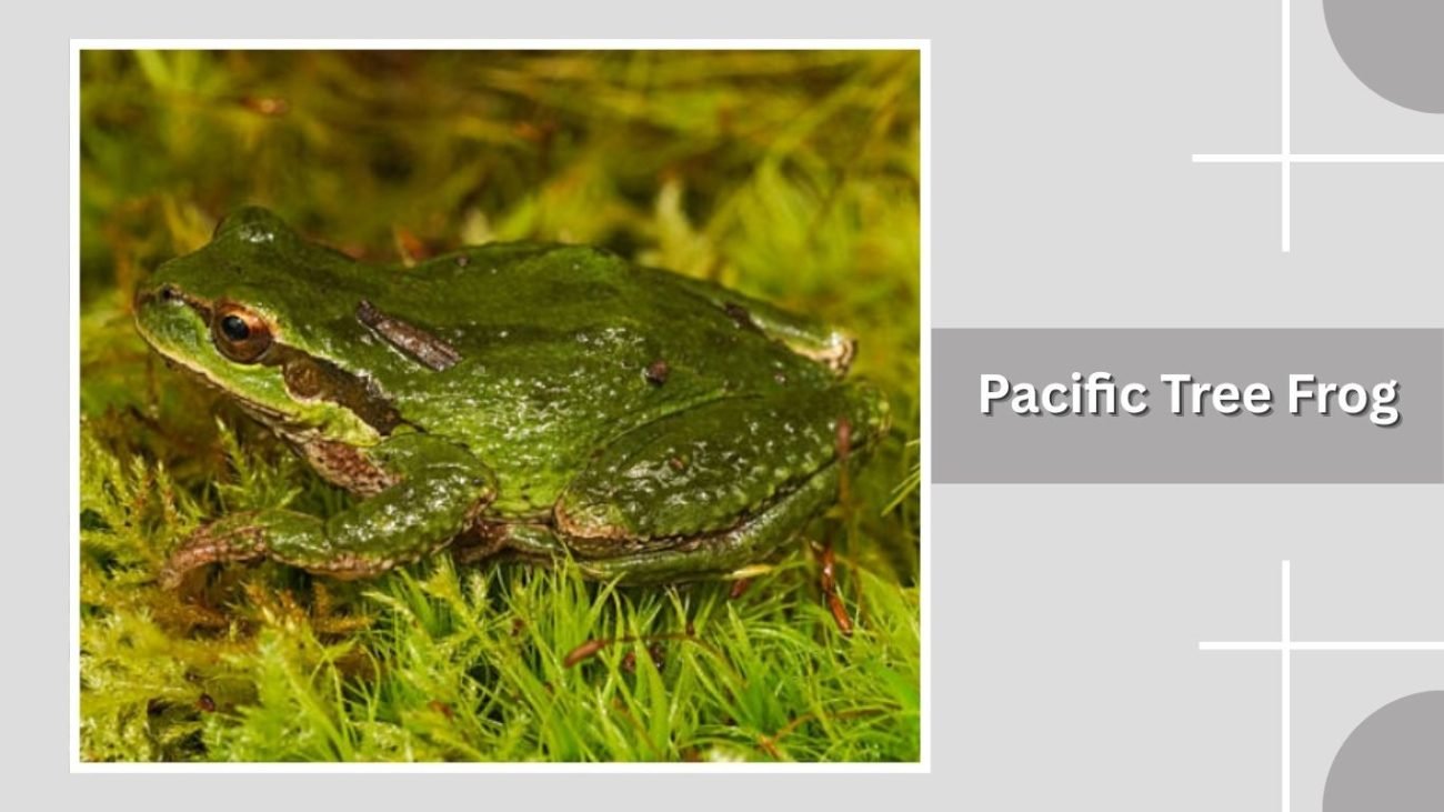 Pacific Tree Frog