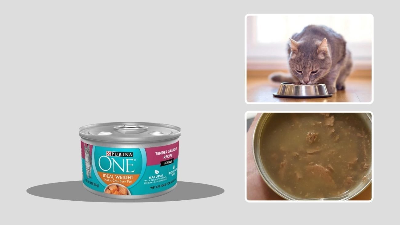 Purina Pro Plan Weight Management Tender Salmon Wet Cat Food