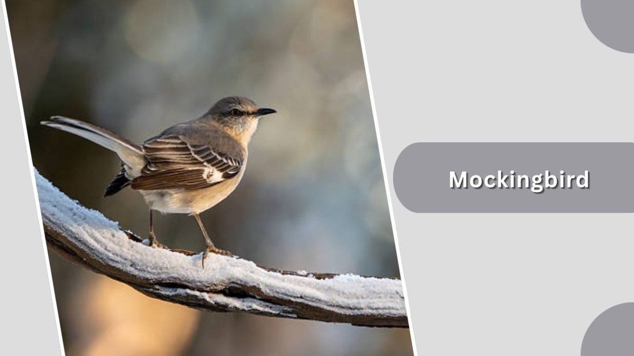 Mockingbird