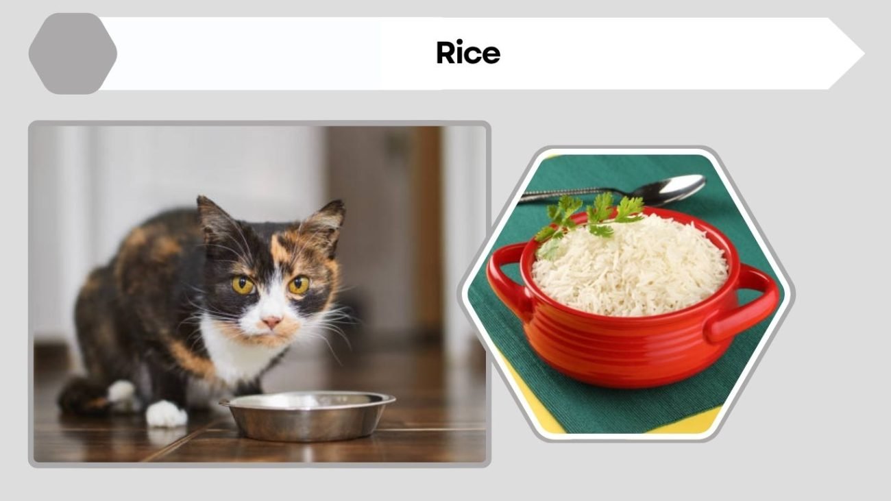 Rice