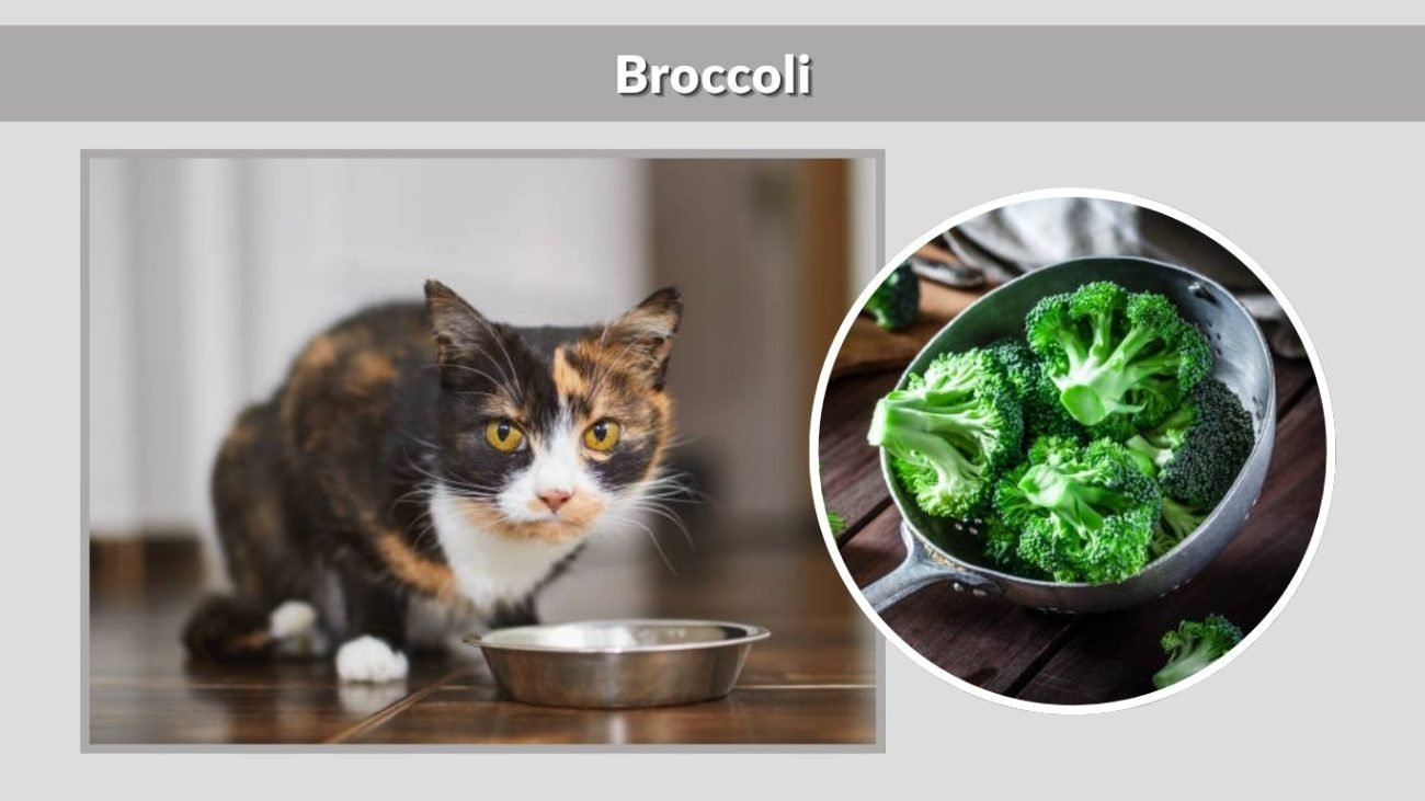 Broccoli
