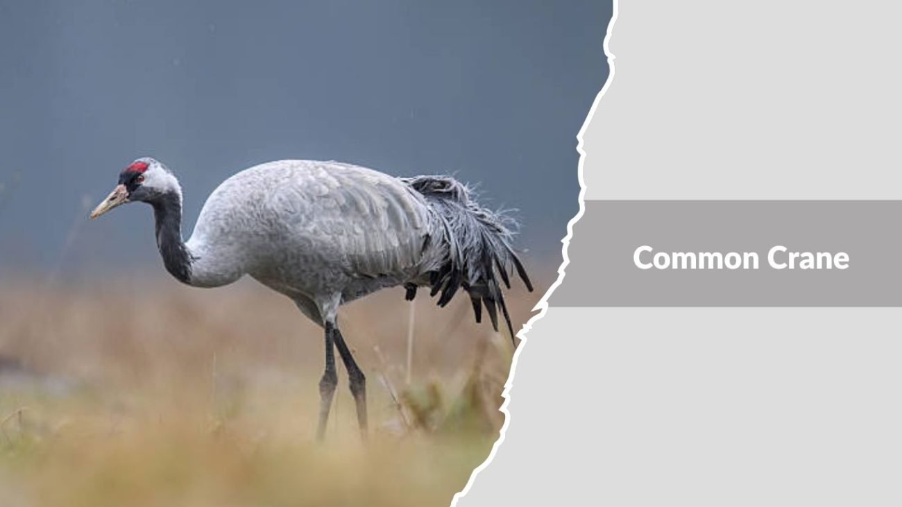 Common Crane