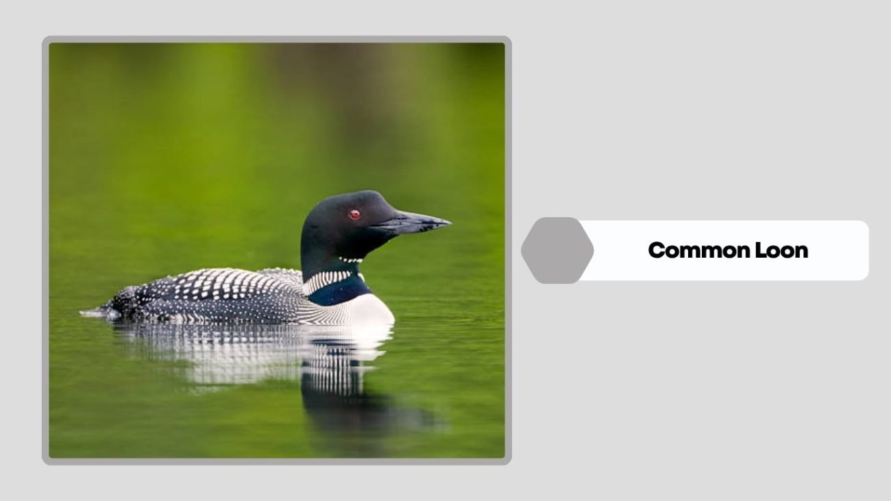 Common Loon
