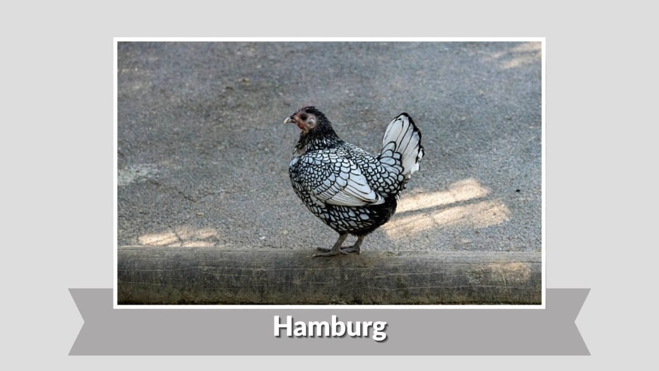 Hamburg