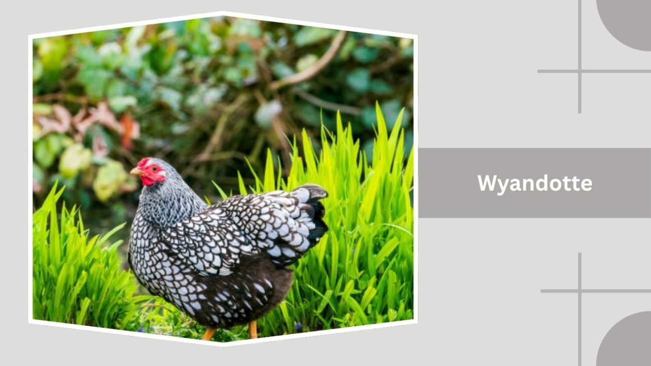 Wyandotte