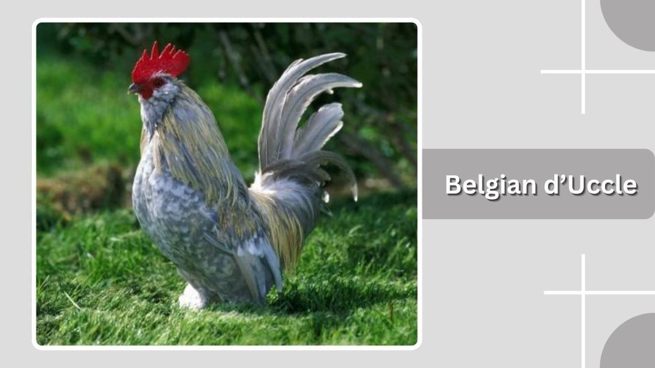 Belgian d’Uccle