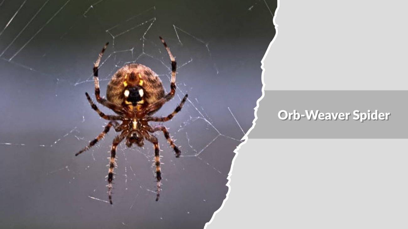 Orb-Weaver Spider (Araneidae family)