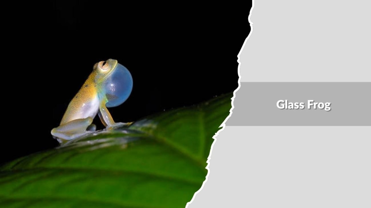 Glass Frog