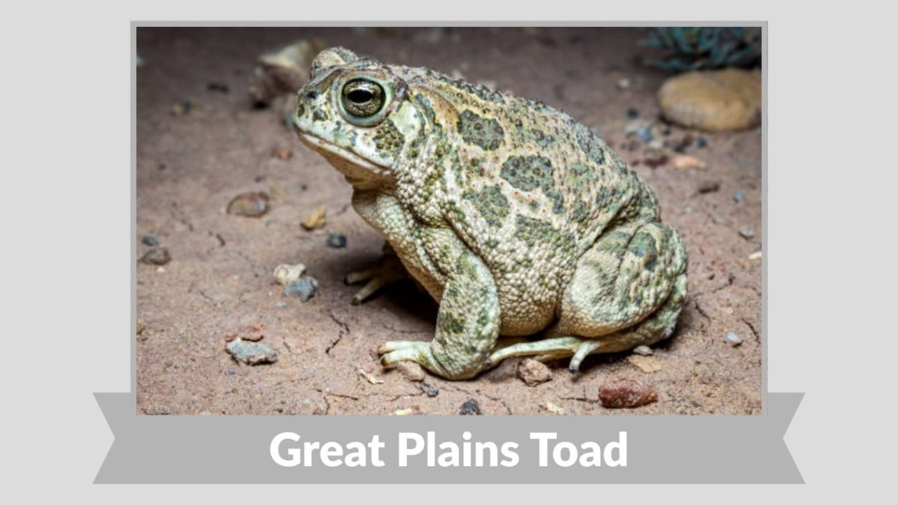 Great Plains Toad