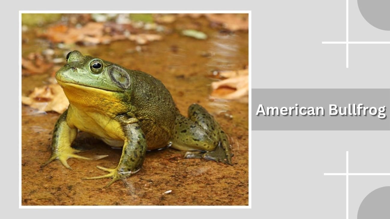 American Bullfrog