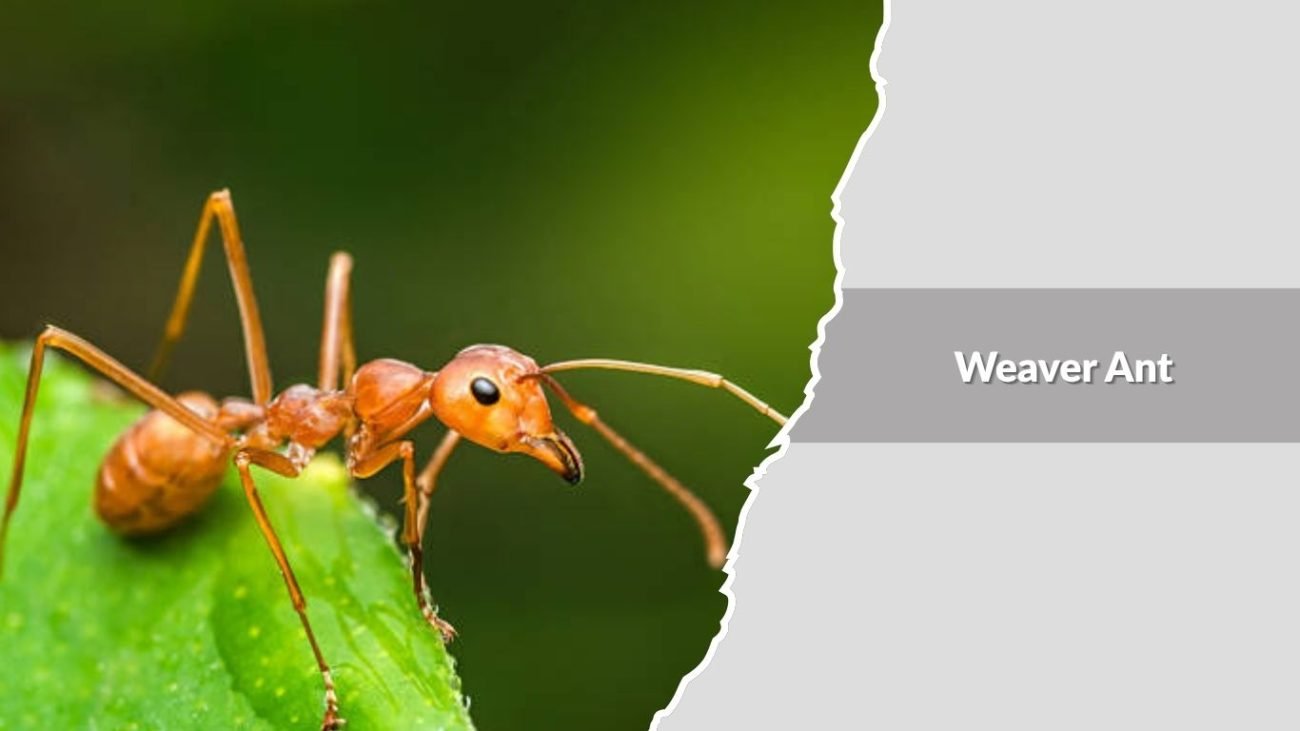 Weaver Ant