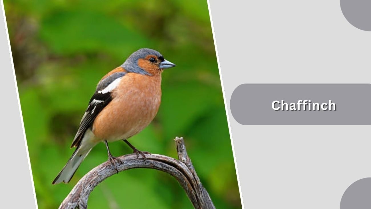 Chaffinch