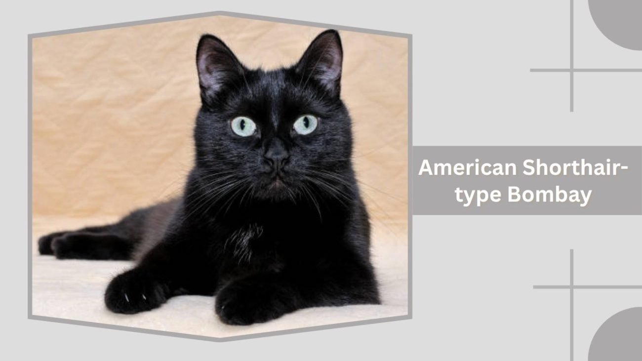 American Shorthair-type Bombay