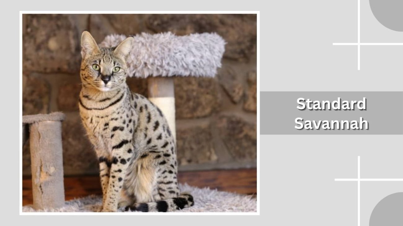 Standard Savannah