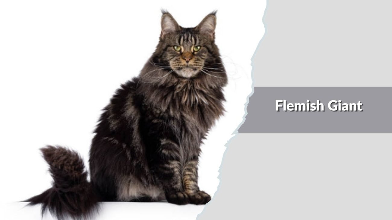 Flemish Giant