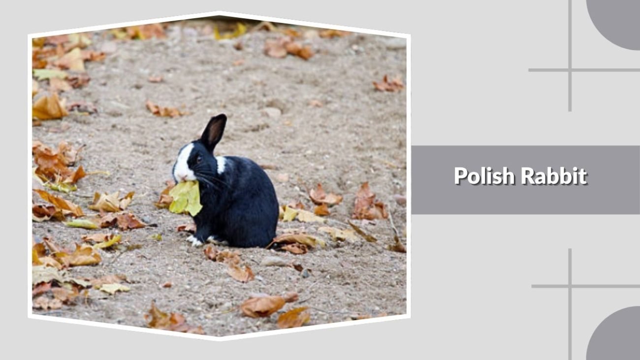Polish Rabbit