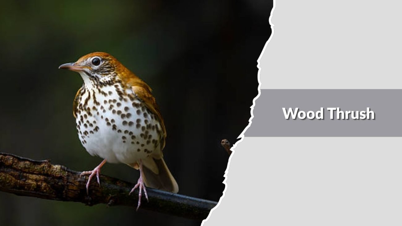 Wood Thrush