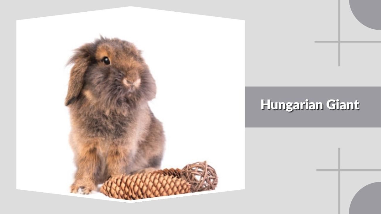 Hungarian Giant