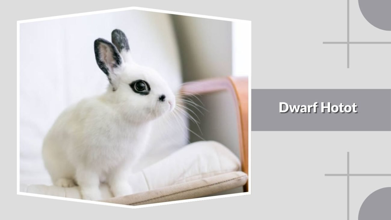 Dwarf Hotot