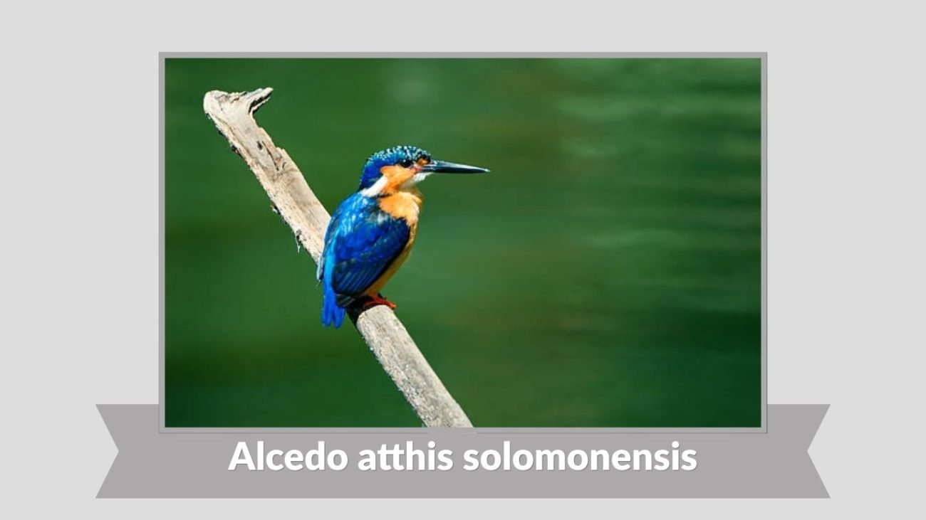 Alcedo atthis solomonensis