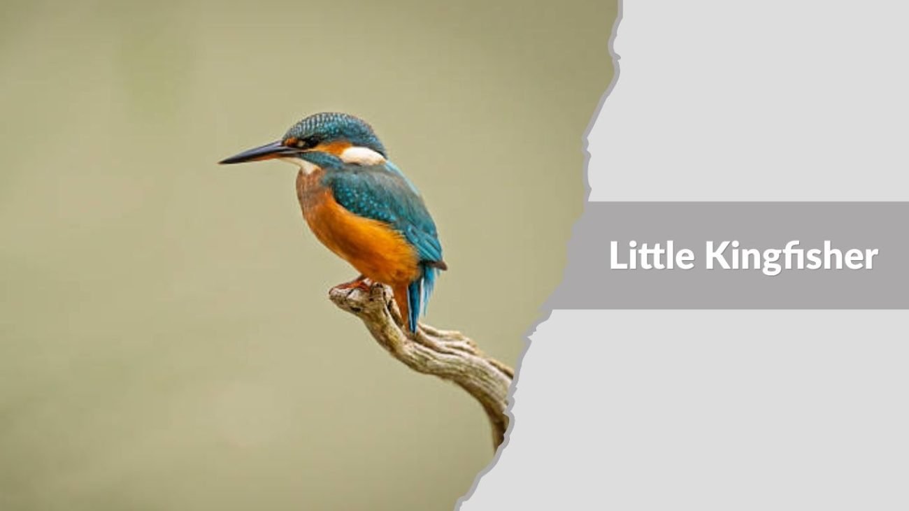 Little Kingfisher