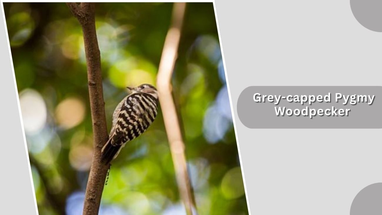 Grey-capped Pygmy Woodpecker
