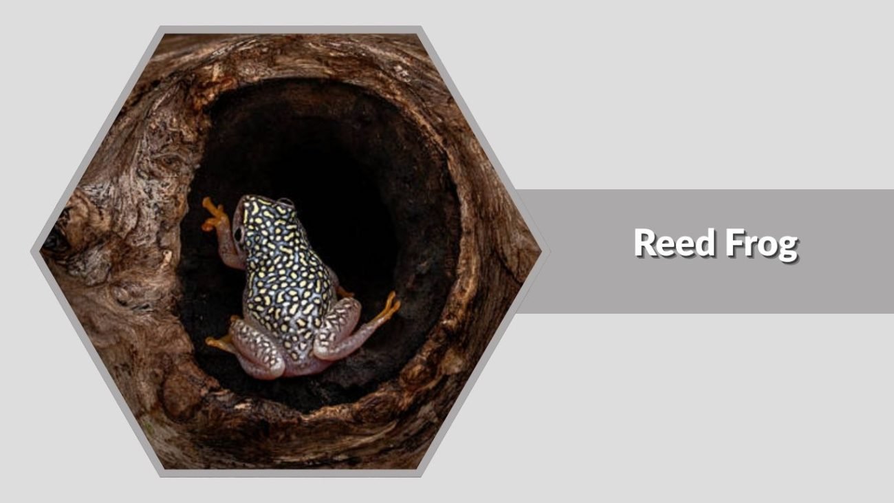 Reed Frog