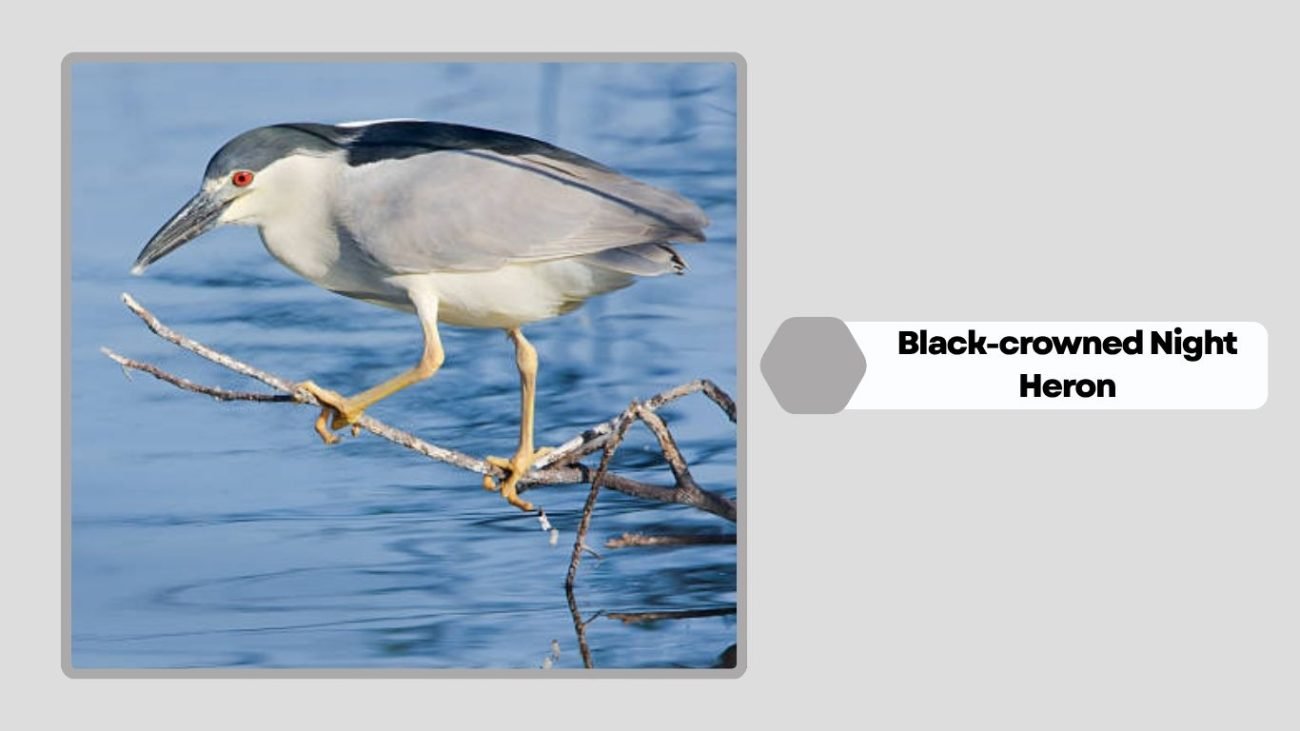 Black-crowned Night Heron