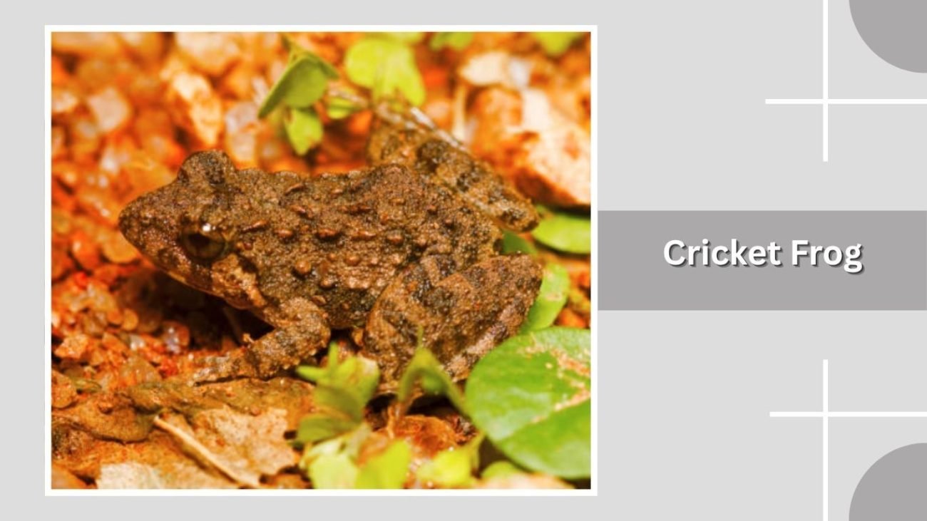Cricket Frog