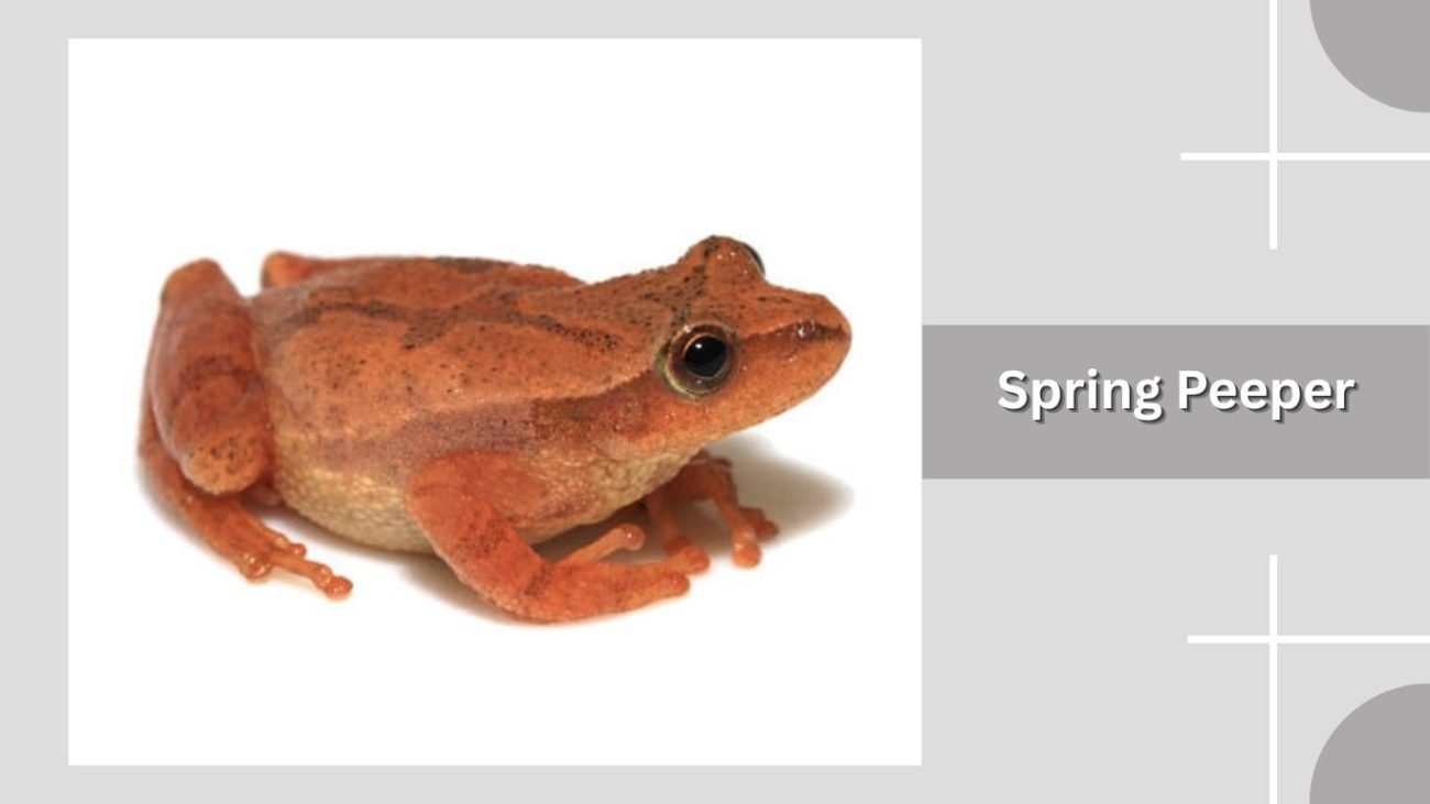 Spring Peeper