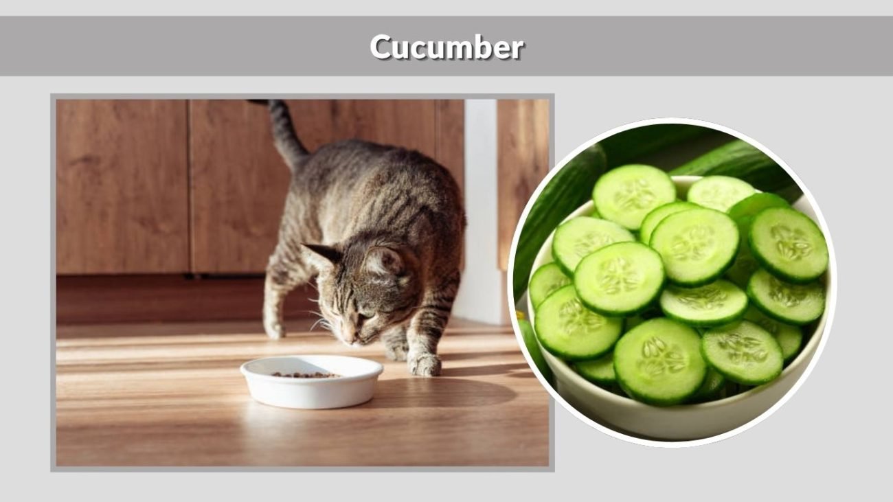 Cucumber