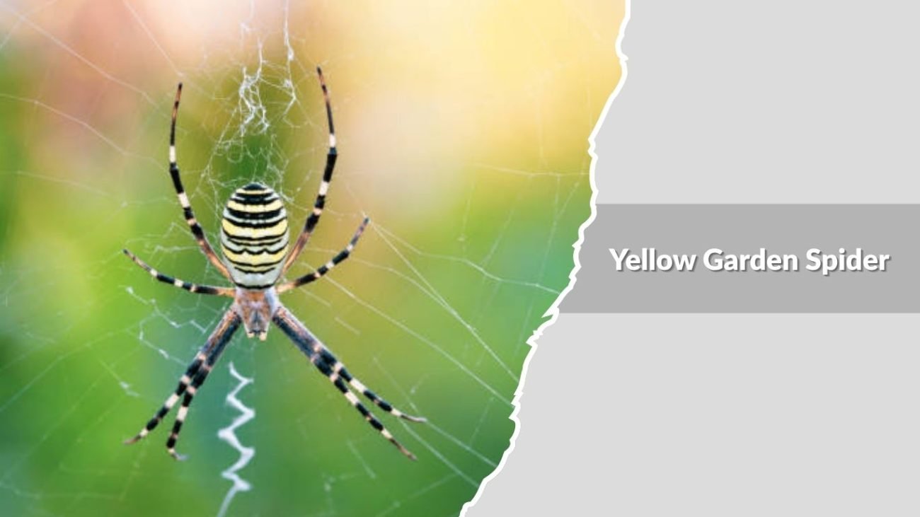 Yellow Garden Spider (Argiope aurantia)