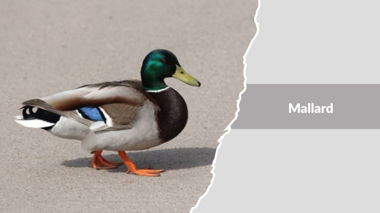 Mallard