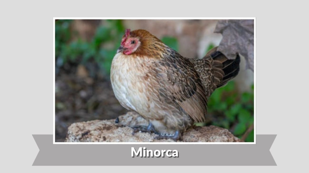 Minorca