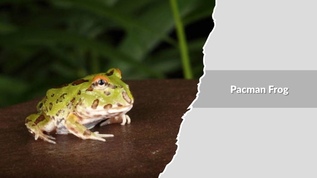 Pacman Frog