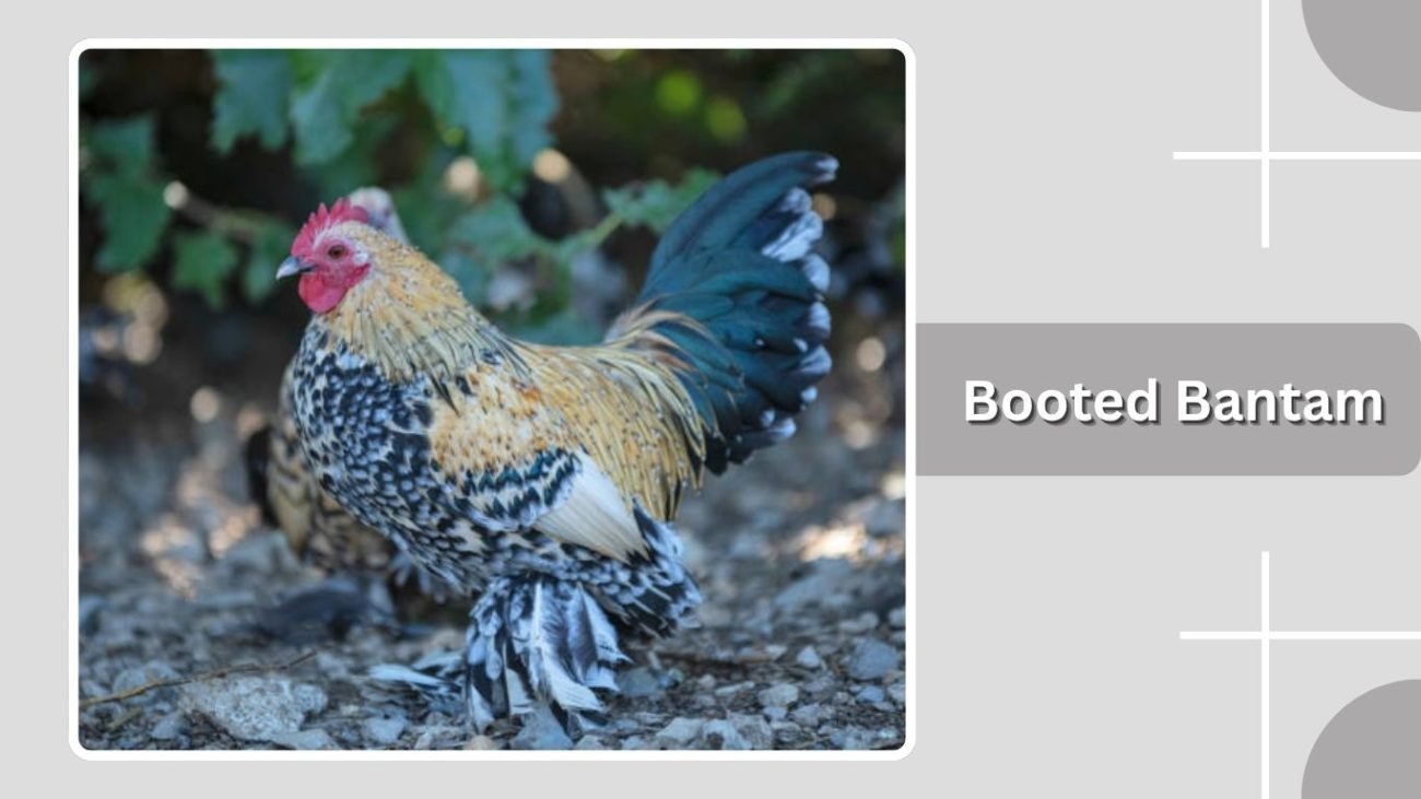 Booted Bantam