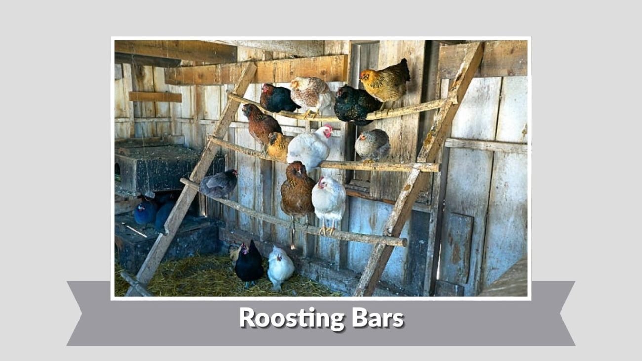 Roosting Bars