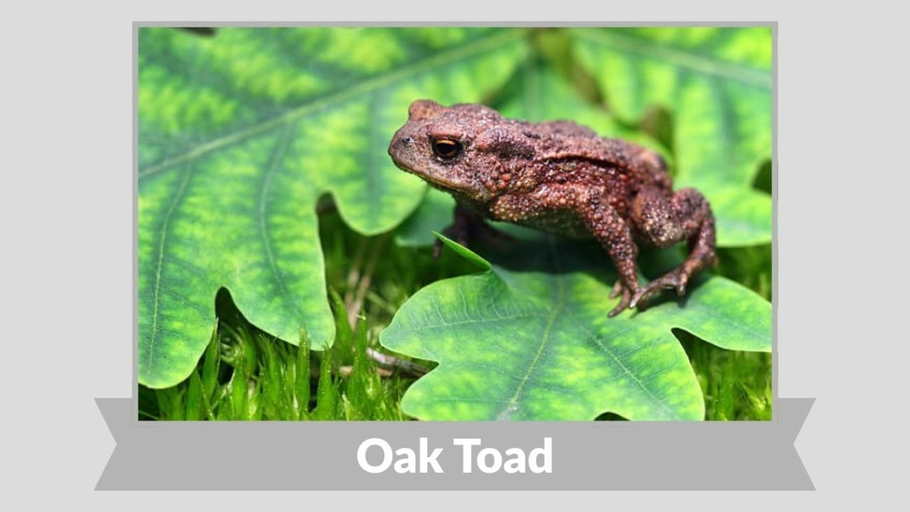 Oak Toad