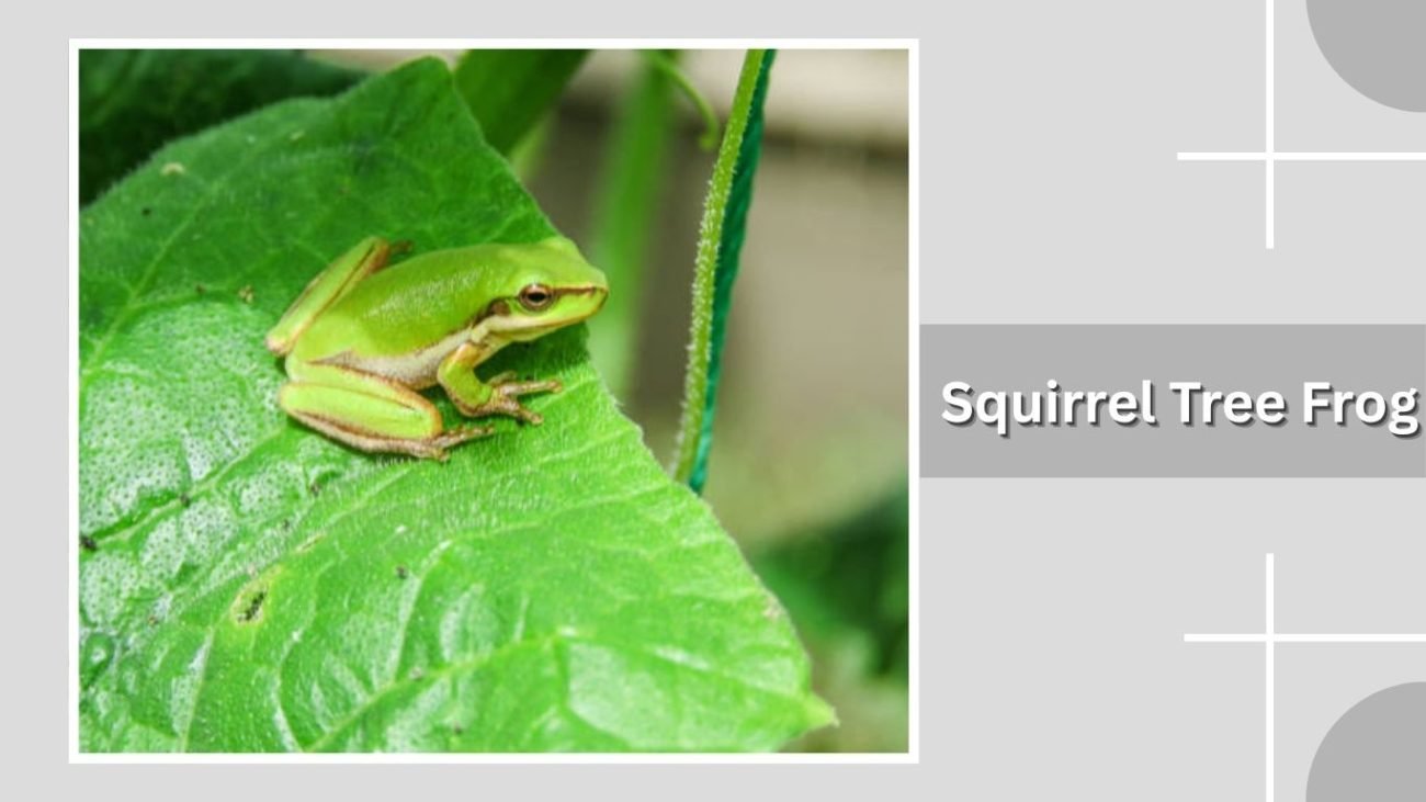 Squirrel Tree Frog