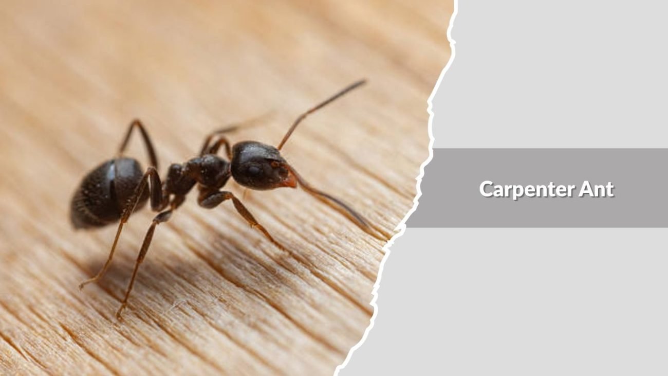 Carpenter Ant