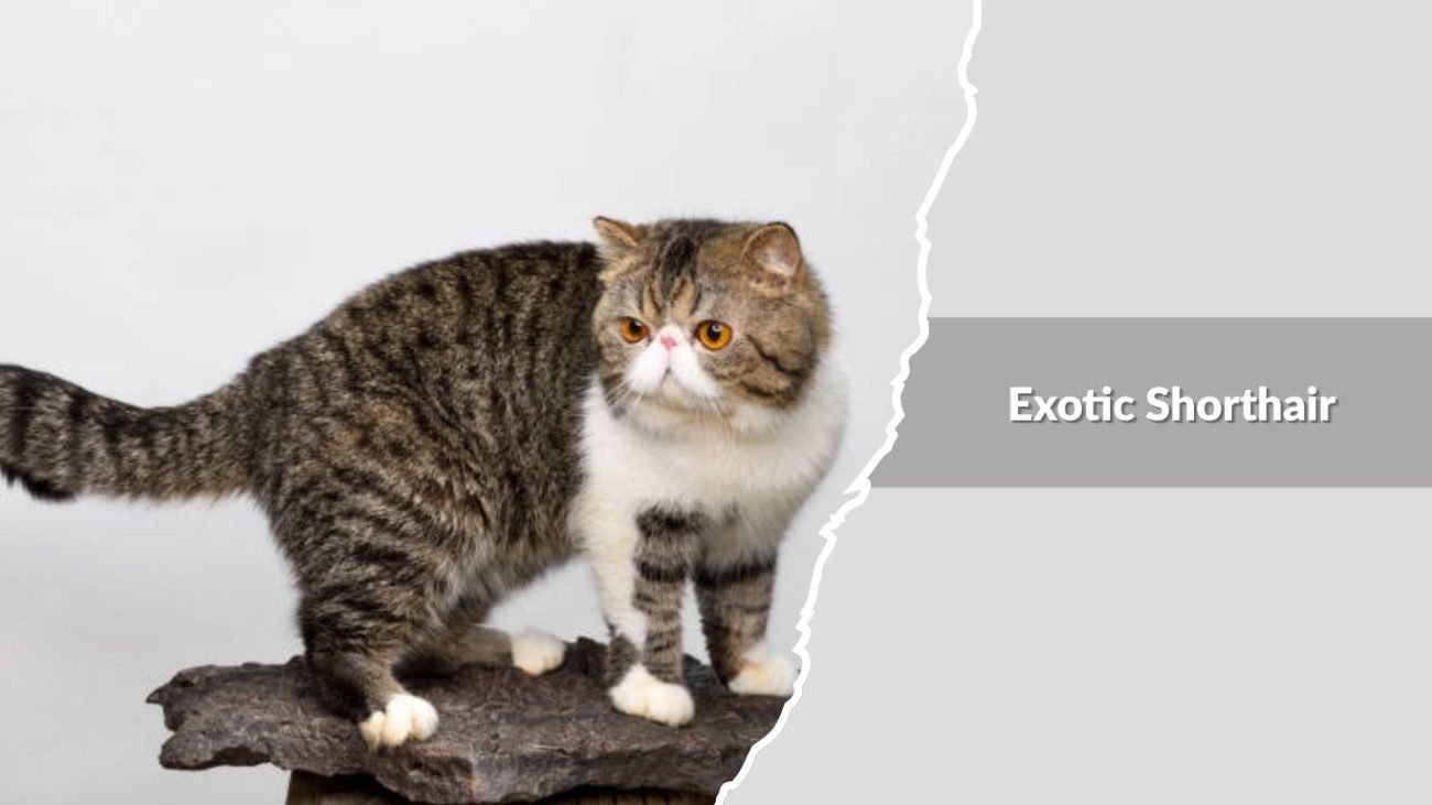 Exotic Shorthair